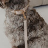 Dexypaws Waterproof Dog Leash in Nude