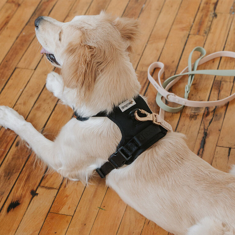 Dexypaws No Pull Dog Harness in Black - Size XS