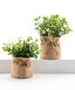 Plant Parent Buddies Bonsai Plant - 1 per order, style may vary (selected at random)